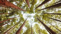Tersebar di sepanjang California utara, AS, di Redwood National and State Parks, merupakan hutan lindung yang juga merupakan rumah bagi pohon raksasa dunia. Pohon Redwood membuat takjub para pengunjung, banyak dari pohon tersebut sudah ada sejak ratusan hingga jutaan tahun yang lalu.