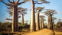 Berada di wilayah Menabe, Madagaskar barat, pohon Baobab menambah keindahan lanskap di sana. Pohon ini diperkirakan berumur setidaknya 1.000 tahun.