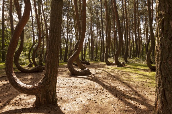 Salah satu daerah paling hijau di Polandia ada di Pomerania barat. Terdapat 22 pohon yang semuanya dahannya melengkung ke arah utara di hutan Crooked-nya. Masih belum diketahui apakah pohon-pohon seram ini secara alami menekuk atau ditanam dengan cara khusus untuk mencapai efek tersebut.