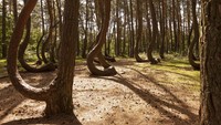 Salah satu daerah paling hijau di Polandia ada di Pomerania barat. Terdapat 22 pohon yang semuanya dahannya melengkung ke arah utara di hutan Crooked-nya. Masih belum diketahui apakah pohon-pohon seram ini secara alami menekuk atau ditanam dengan cara khusus untuk mencapai efek tersebut.