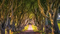 Berada di County Antrim, Irlandia Utara, pohon Dark Hedges makin dikenal saat dijadikan tempat shooting untuk serial film Game of Thrones. Bentuknya yang seperti terowongan membuat siapa saja yang melewatinya merasa takut dan mencekam.