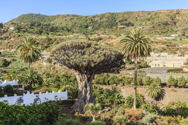 Tenerife merupakan pulau yang subur bahkan terdapat pohon naga karena beriklim hangat dan lembab. Pohon ini dapat ditemukan di seluruh Kepulauan Canary, mereka telah menjadi simbol Tenerife.