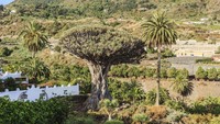 Tenerife merupakan pulau yang subur bahkan terdapat pohon naga karena beriklim hangat dan lembab. Pohon ini dapat ditemukan di seluruh Kepulauan Canary, mereka telah menjadi simbol Tenerife.