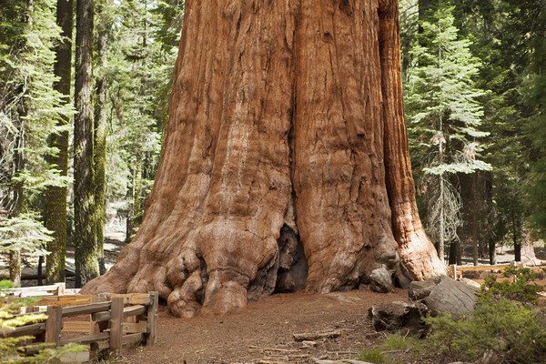 General Sherman, pohon sequoia raksasa berada di Taman Nasional Sequoia, California, AS. Berdasarkan volume, inilah pohon induk tunggal terbesar yang diketahui hidup di Bumi.