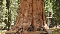 General Sherman, pohon sequoia raksasa berada di Taman Nasional Sequoia, California, AS. Berdasarkan volume, inilah pohon induk tunggal terbesar yang diketahui hidup di Bumi.