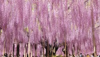 Para turis yang ke Jepang biasanya ingin melihat dan mencium aroma bunga sakura. Namun, di taman Bunga Ashikaga, sekitar satu jam di utara Tokyo, ada lebih dari 350 pohon wisteria yang sangat cantik di area seluas 23 hektar, termasuk terowongan.
