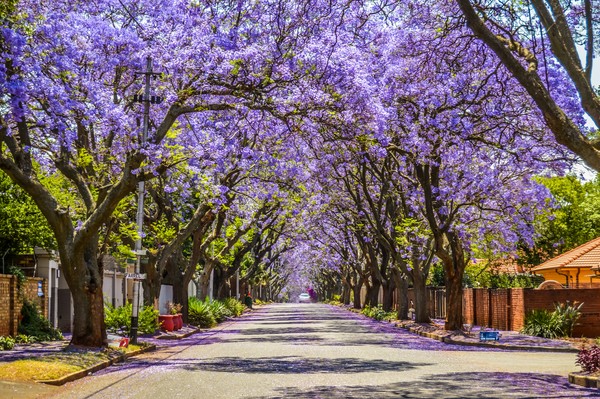 Sejak akhir September hingga akhir November, pohon Jacaranda di Afrika Selatan akan berbunga dan itu terlihat spektakuler. Baunya harum, terdapat lebih dari 70,000 jacaranda di Pretoria.