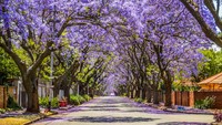 Sejak akhir September hingga akhir November, pohon Jacaranda di Afrika Selatan akan berbunga dan itu terlihat spektakuler. Baunya harum, terdapat lebih dari 70,000 jacaranda di Pretoria.