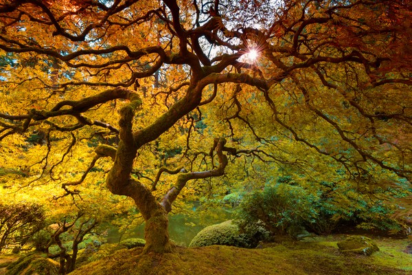 Portland Japanese Garden merupakan taman yang paling otentik di Jepang. Pohon Japanese Maple yang indah berada di Strolling Pond Garden-nya amat mencuri perhatian. Musim gugur adalah saat yang paling spektakuler.