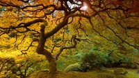 Portland Japanese Garden merupakan taman yang paling otentik di Jepang. Pohon Japanese Maple yang indah berada di Strolling Pond Garden-nya amat mencuri perhatian. Musim gugur adalah saat yang paling spektakuler.
