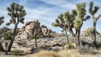 Pemandangan Lembah Coachella, Taman Nasional Joshua, California, AS memang indah. Ada pohon Joshua yang aneh yang merupakan anggota keluarga agave dan diperkirakan hidup sekitar 100 tahun.