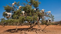 Pohon Argan sangat menakjubkan. Dengan kanopi yang lebar dan cabang-cabang yang berduri, mereka menghiasi bentang alam yang ada di Maroko barat daya, khususnya antara Essaouira dan Agadir. Kambing menyukai pohon ini yang menghasilkan buah-buah yang segar.