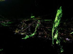 Kisah Hutan yang Bercahaya, Western Ghats