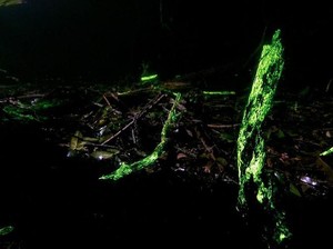 Kisah Hutan yang Bercahaya, Western Ghats