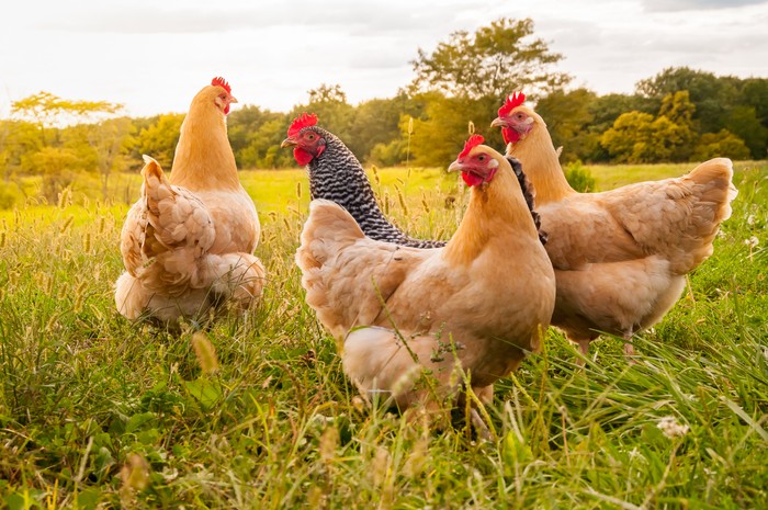 872646276 A flock of chickens in search of food late in the day