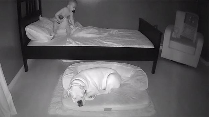 Aksi Anak Kecil Tidur Bareng Anjingnya Terekam CCTV