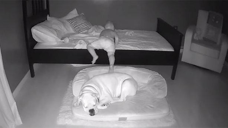 Aksi Anak Kecil Tidur Bareng Anjingnya Terekam CCTV
