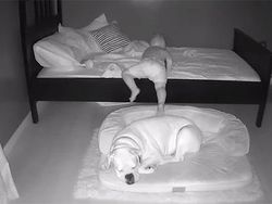 Gemes! Aksi Anak Kecil Tidur Bareng Anjingnya Terekam CCTV