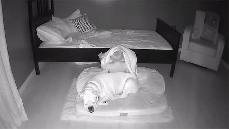 Aksi Anak Kecil Tidur Bareng Anjingnya Terekam CCTV