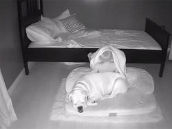 Gemes! Aksi Anak Kecil Tidur Bareng Anjingnya Terekam CCTV