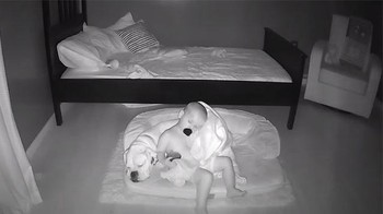 Dalam rekaman yang menggemaskan, Finn terlihat meraih selimutnya di tengah malam, turun dari tempat tidur, dan bergabung dengan Brutus di atas tikar lantai untuk tidur bersama.  