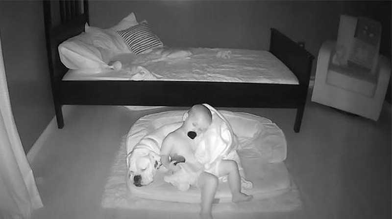 Aksi Anak Kecil Tidur Bareng Anjingnya Terekam CCTV