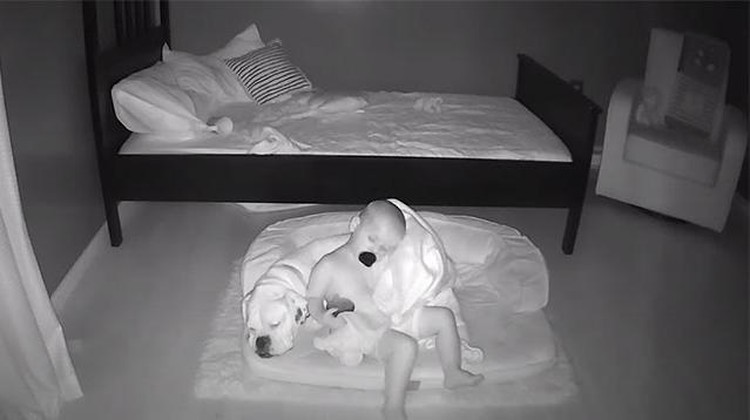 Aksi Anak Kecil Tidur Bareng Anjingnya Terekam CCTV Aksi Anak Kecil Tidur Bareng Anjingnya Terekam CCTV