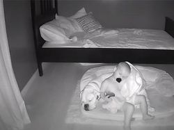 Gemes! Aksi Anak Kecil Tidur Bareng Anjingnya Terekam CCTV