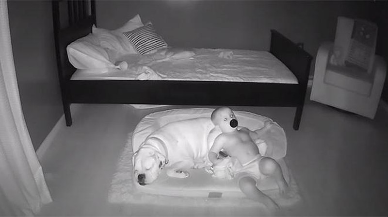 Aksi Anak Kecil Tidur Bareng Anjingnya Terekam CCTV