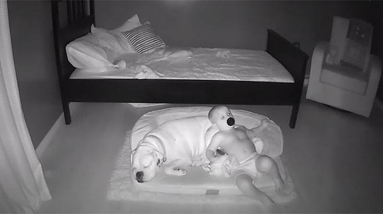 Aksi Anak Kecil Tidur Bareng Anjingnya Terekam CCTV Aksi Anak Kecil Tidur Bareng Anjingnya Terekam CCTV