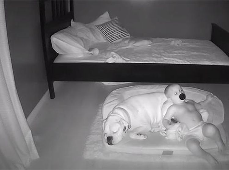 Gemes! Aksi Anak Kecil Tidur Bareng Anjingnya Terekam CCTV