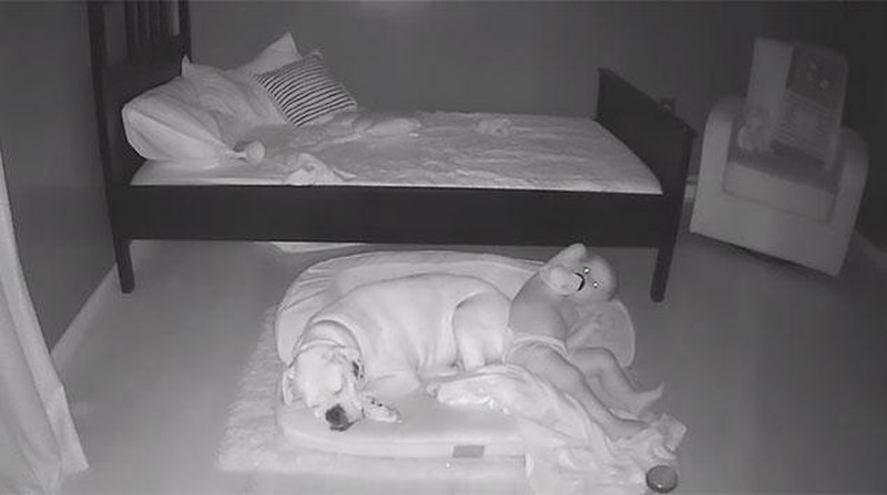 Aksi Anak Kecil Tidur Bareng Anjingnya Terekam CCTV
