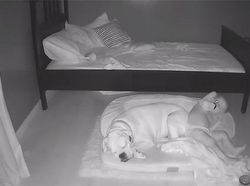 Gemes! Aksi Anak Kecil Tidur Bareng Anjingnya Terekam CCTV