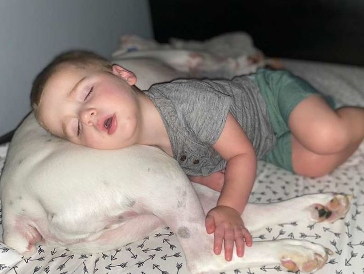 Aksi Anak Kecil Tidur Bareng Anjingnya Terekam CCTV Aksi Anak Kecil Tidur Bareng Anjingnya Terekam CCTV
