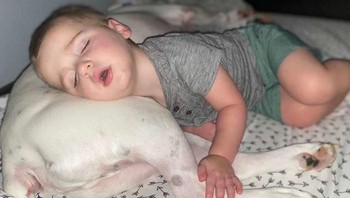 Finn terlihat sangat nyaman tidur bersama sabahat anjingnya, Brutus.  