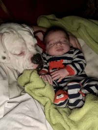 Aksi Anak Kecil Tidur Bareng Anjingnya Terekam CCTV