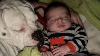 Finn, anak berusia 23 bulan asal Virginia memiliki sabahat setia yaitu seekor anjing yang diberi nama Brutus.  