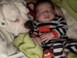 Gemes! Aksi Anak Kecil Tidur Bareng Anjingnya Terekam CCTV