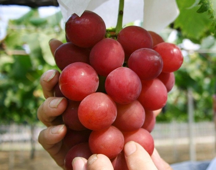 Anggur Ruby Roman