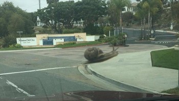 Siput ini di kaca depan ibuku terlihat berukuran raksasa pada pandangan pertama. (Foto: Brightside)