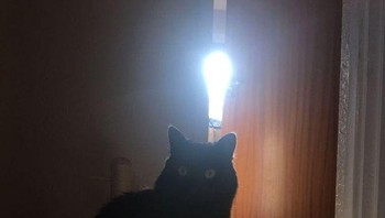 Cahaya yang datang dari jendela kamar mandi membuat kucingku terlihat seperti dia punya ide bagus. (Foto: Brightside)