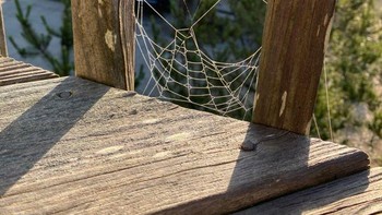 Jaring laba-laba ini terlihat seperti Spider-Man. (Foto: Brightside)