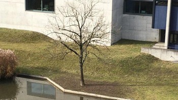 Refleksi pohon yang sempurna. (Foto: Brightside)