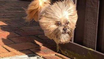 ketika anjing teman saya melompati gerbang, tubuhnya dan kakinya tampak menghilang dan hanya terlihat kepala anjing yang melayang-layang. (Foto: Brightside)