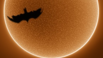 Foto matahari pertamaku dan terlintas seekor burung (Foto: Brightside)