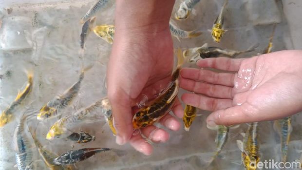 Gadis di Jombang Raup Rp 25 Juta dari Bisnis Ikan Hias Selama Pandemi COVID-19