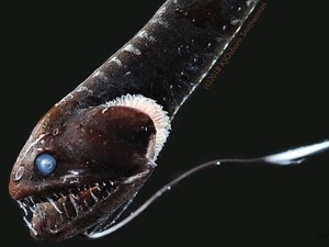 Ilmuwan Ungkap Bagaimana Ikan Berkulit Sangat Gelap Hilang di Lautan