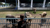 Perawatan kandang serta memantau kesehatan kerbau menjadi tugas utama para abdi dalem disamping juga memilihkan makanan.