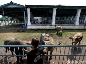 Cerita Asal Muasal Kerbau Bule Keramat Jadi Peliharaan Keraton Solo