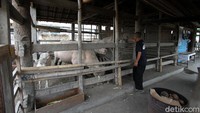 Tujuannya agar kerbau-kerbau tersebut menjadi primadona pada kirab Malam satu Suro yang diagendakan setiap tahunnya.